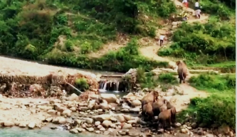 Uttarakhand News: Elephant Attack on people during take Selfie in Kotdwar River