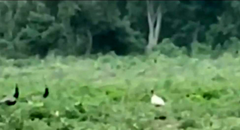 White peacock seen in the forests of Kalagarh