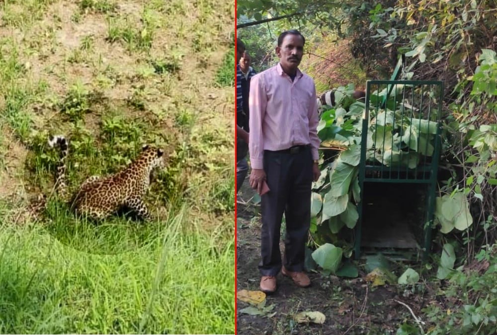 Uttarakhand News: Leopard Wonder in Village after killed villager People in panic photos