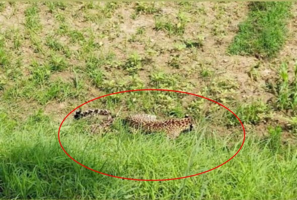 Uttarakhand News: Leopard Wonder in Village after killed villager People in panic photos