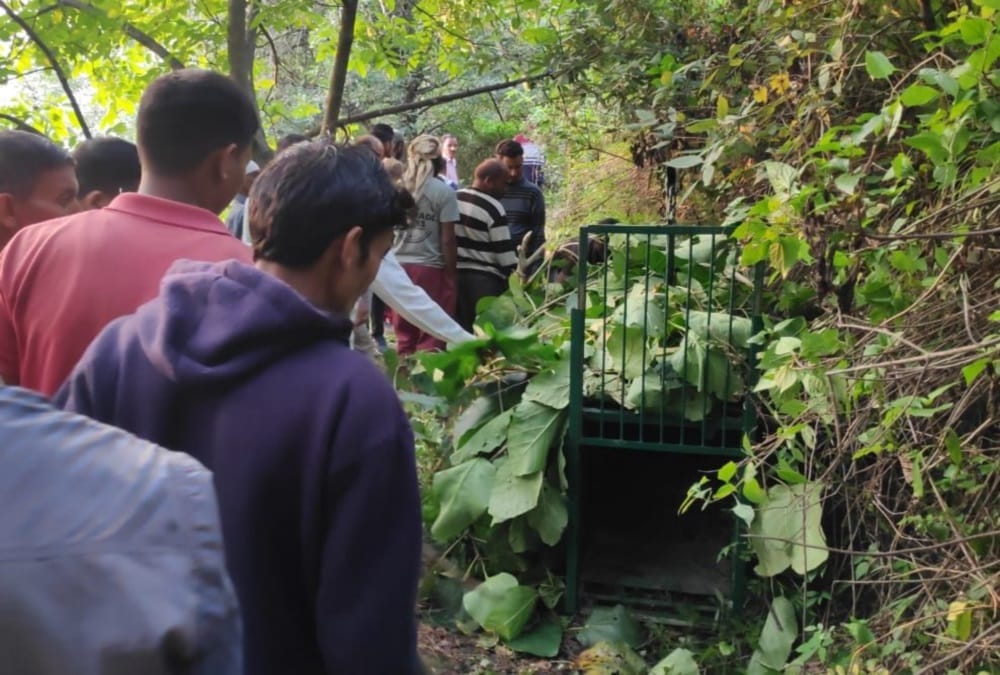 Uttarakhand News: Leopard Wonder in Village after killed villager People in panic photos
