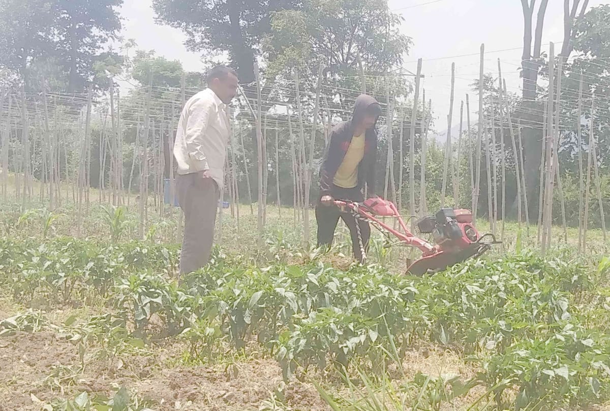 capcicum crop affected by by disease in solan himachal pradesh