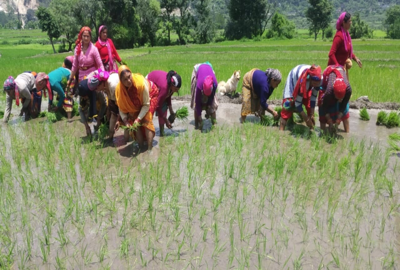uttarakhand news : villager give last farewell to their fields with songs and wet eyes, photos