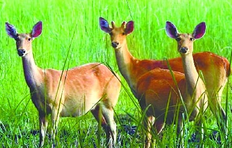 Changing look of deer in Pilibhit Tiger Reserve