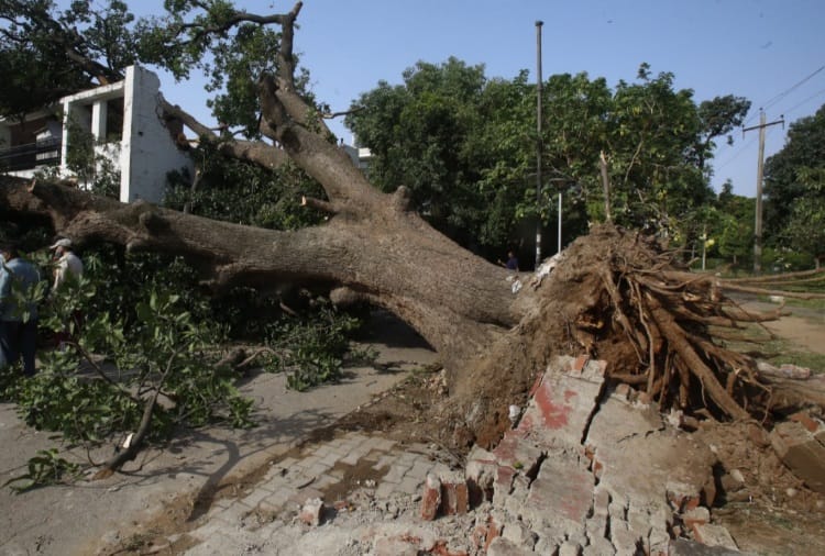 A couple injured after tree fell on them in Chandigarh