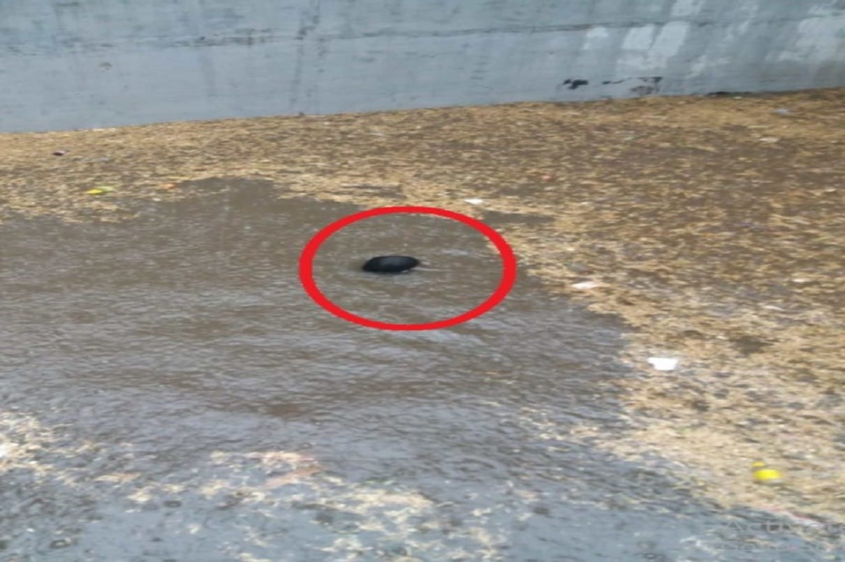 Three children of the same family submerged in water in Shajapur