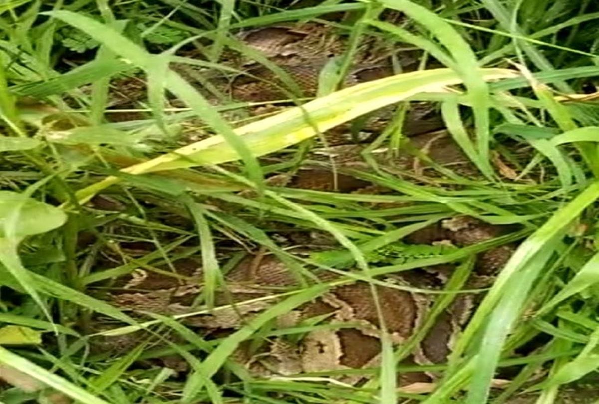 python found in the farm in kasganj