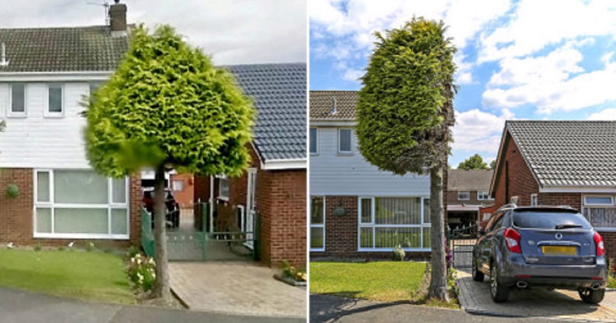 A tree of an Indian British family became the subject of discussion in Britain when it was cut in half