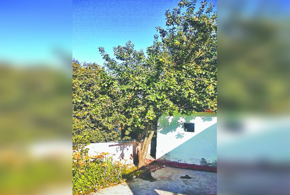 Uttarakhand News: Soldiers deployed outside DIG bunglow to protect apple tree