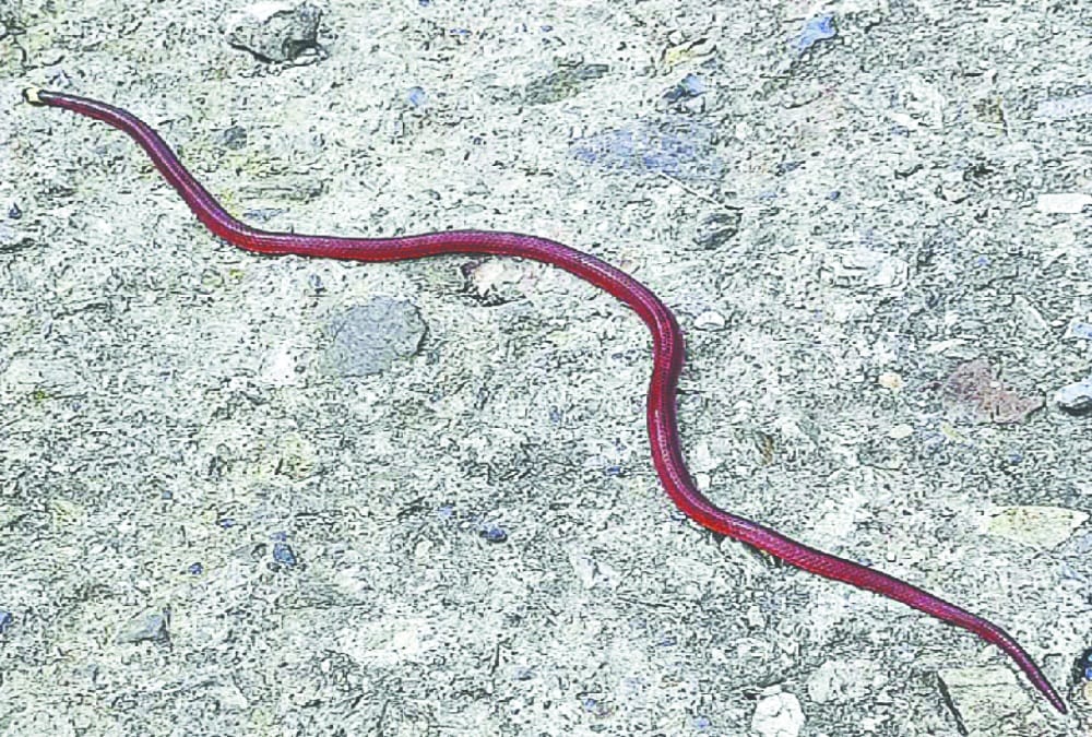Black Bellied coral snake discovered for the first time in Uttarakhand