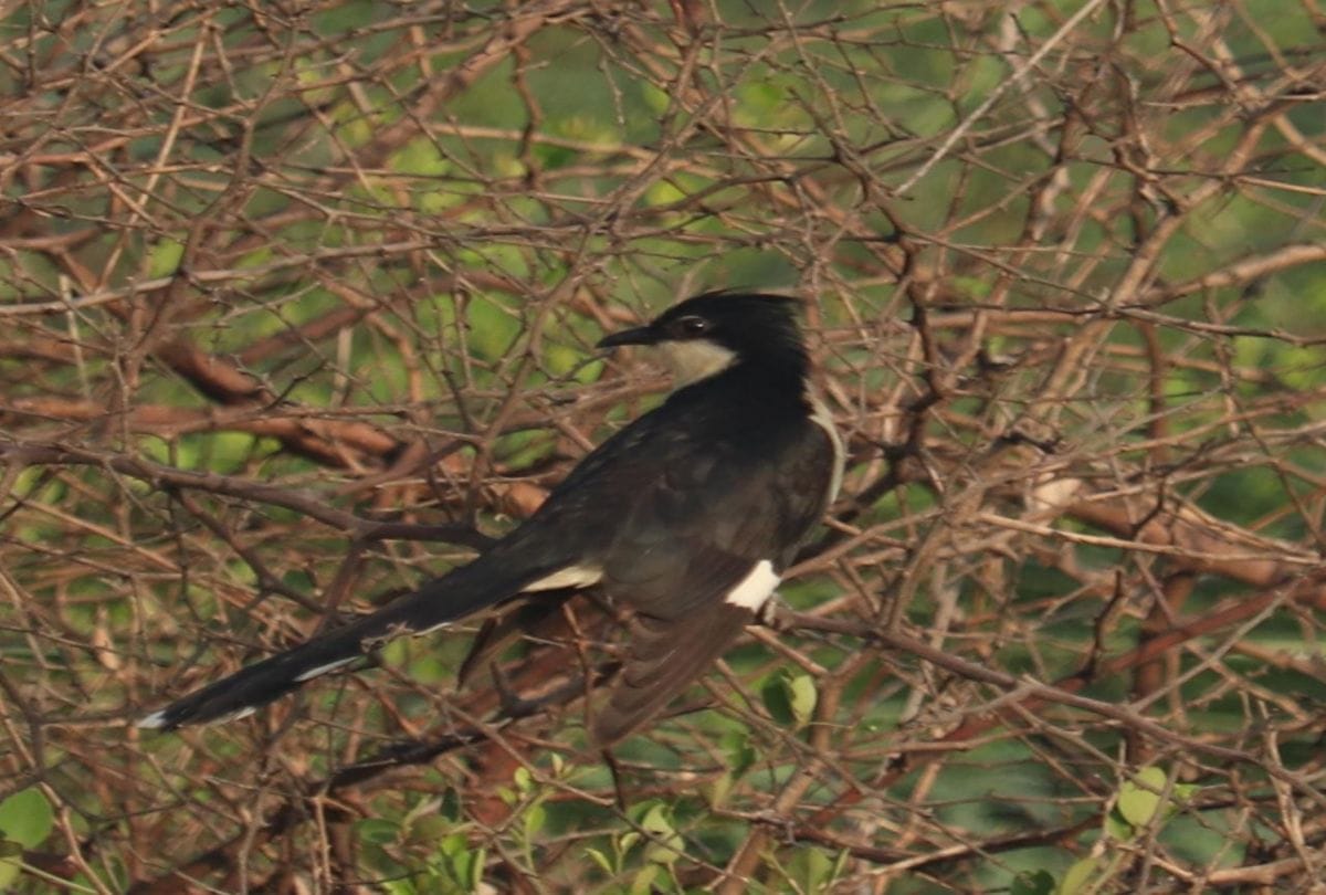 Chatak Bird Came India from Africa In Jodhpur Jhal