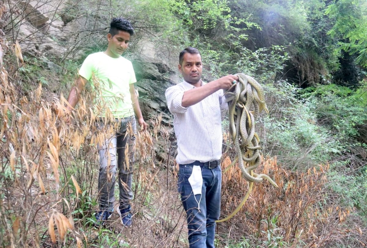Himachal Kullu News: Himachal Pradesh Kullu man Sonu Thakur rescues 578 snakes