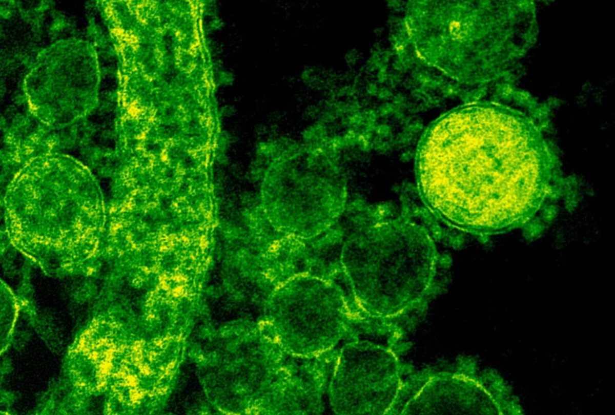Delhi News :Dead virus is proving fatal