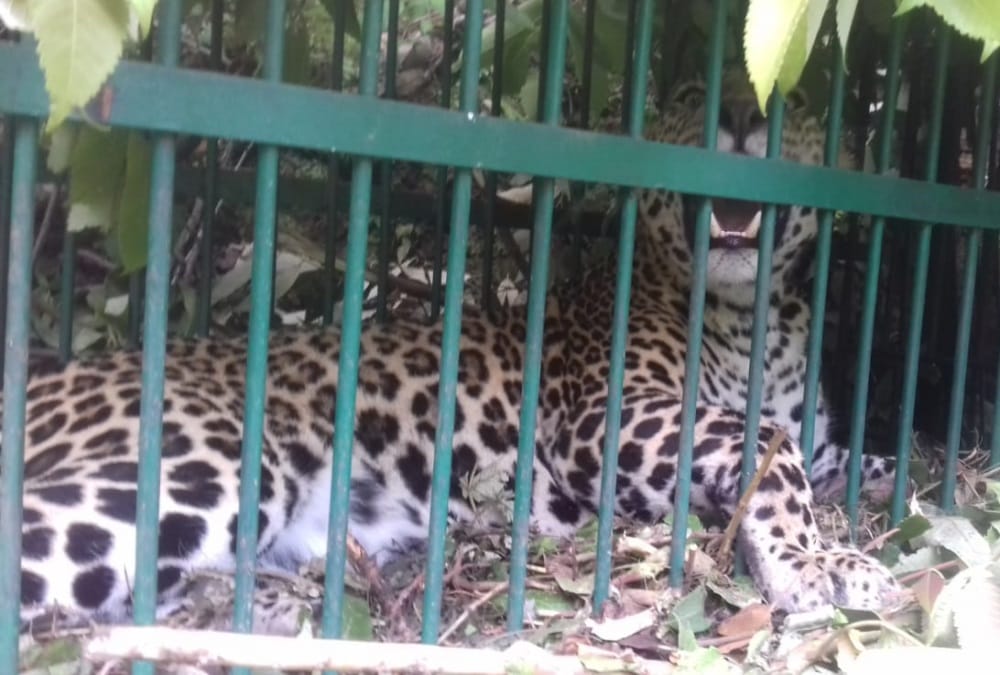 Uttarakhand News: Leopard Rescue in Kotdwar