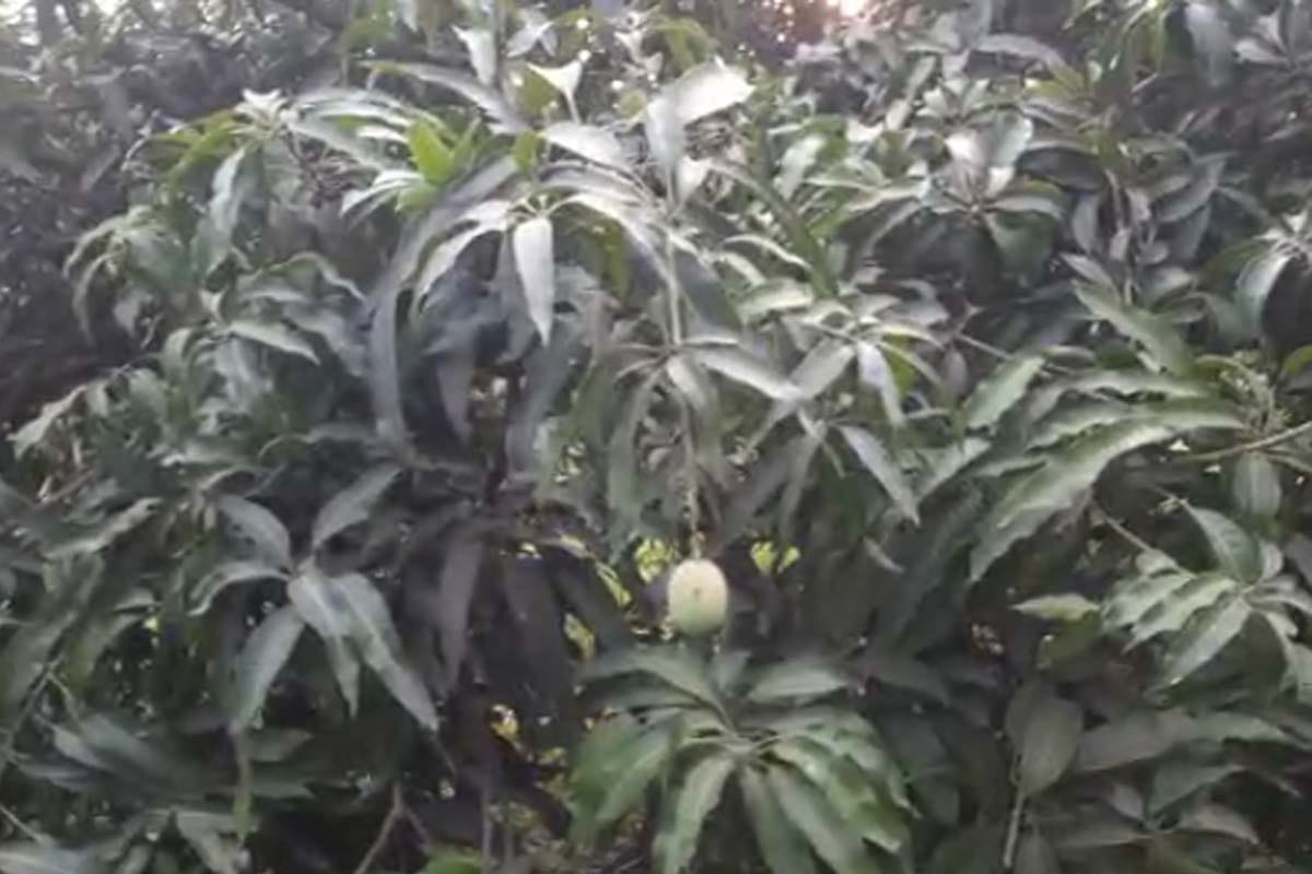 Mango story: one hundred twenty one species of mangoes growing on a single tree in Saharanpur UP