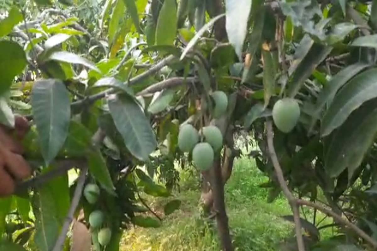 Mango story: one hundred twenty one species of mangoes growing on a single tree in Saharanpur UP