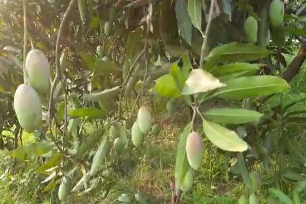 Mango story: one hundred twenty one species of mangoes growing on a single tree in Saharanpur UP