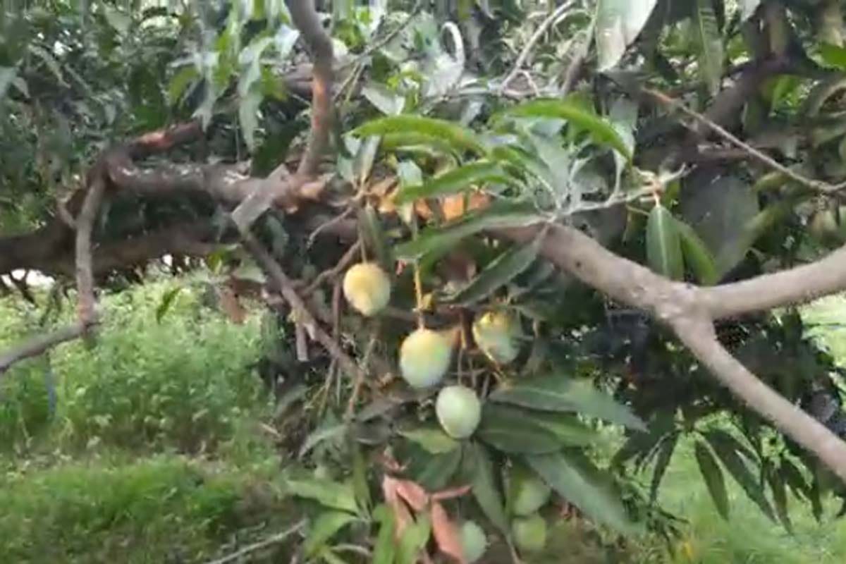 Mango story: one hundred twenty one species of mangoes growing on a single tree in Saharanpur UP