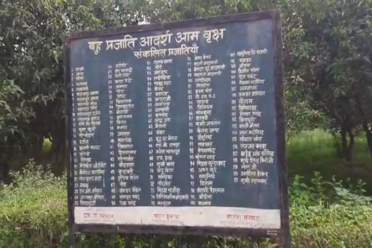 Mango story: one hundred twenty one species of mangoes growing on a single tree in Saharanpur UP