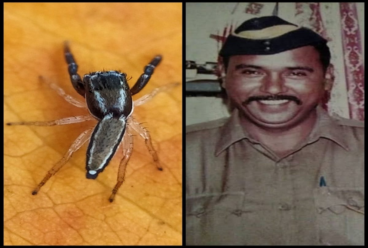 species of a spider found in maharashtra named after asi tukaram omble hero of 26 11 attack mumbai