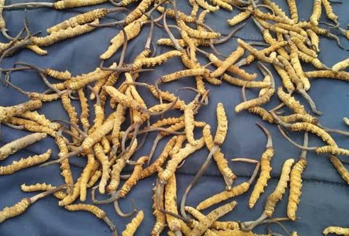 caterpillar fungus most expensive worm in the world also known as yarshagumba