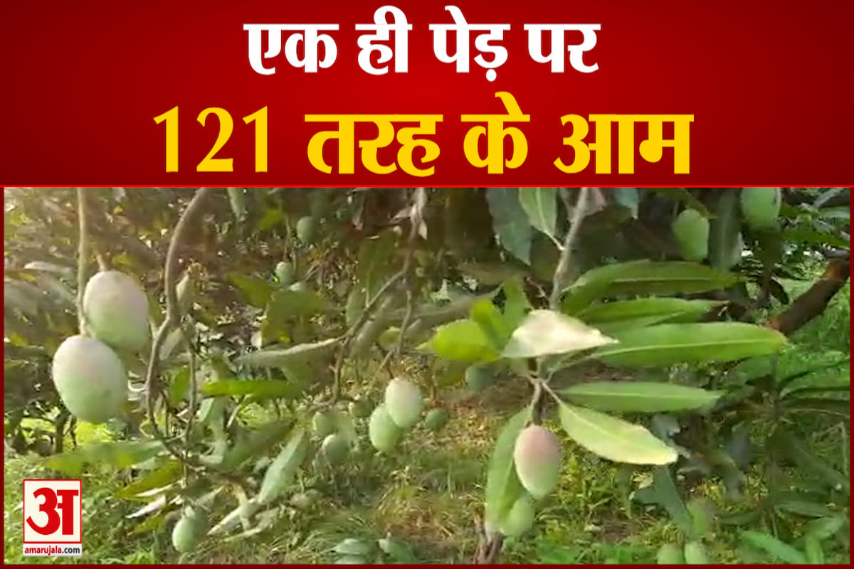 आम
