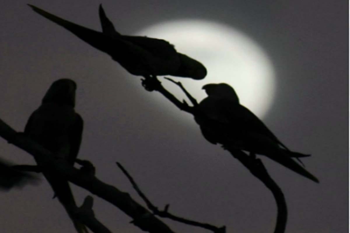 GIC ground turns into a photography spot  during the evening these Days, look at the Pictures