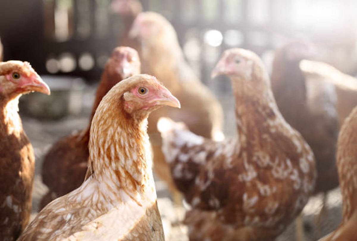 CDC reports rise in resistant Salmonella infection symptoms
