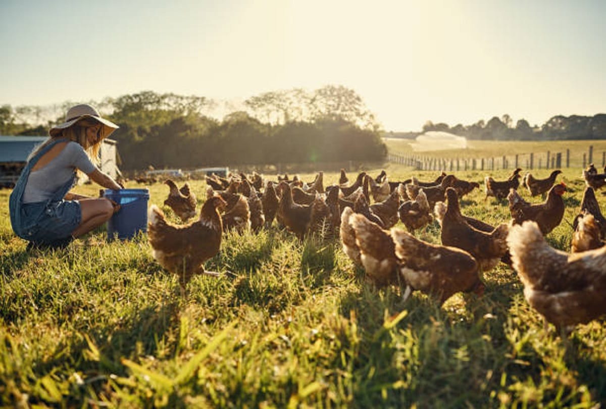 CDC reports rise in resistant Salmonella infection symptoms