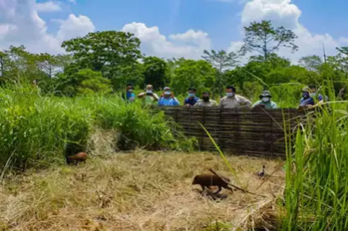 World smallest hog released into wild in assam manas national park India