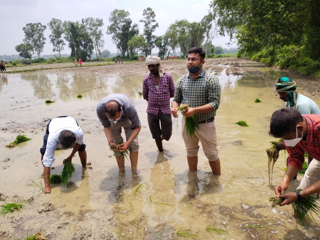farming: Confusion over the thorns of paddy purchase