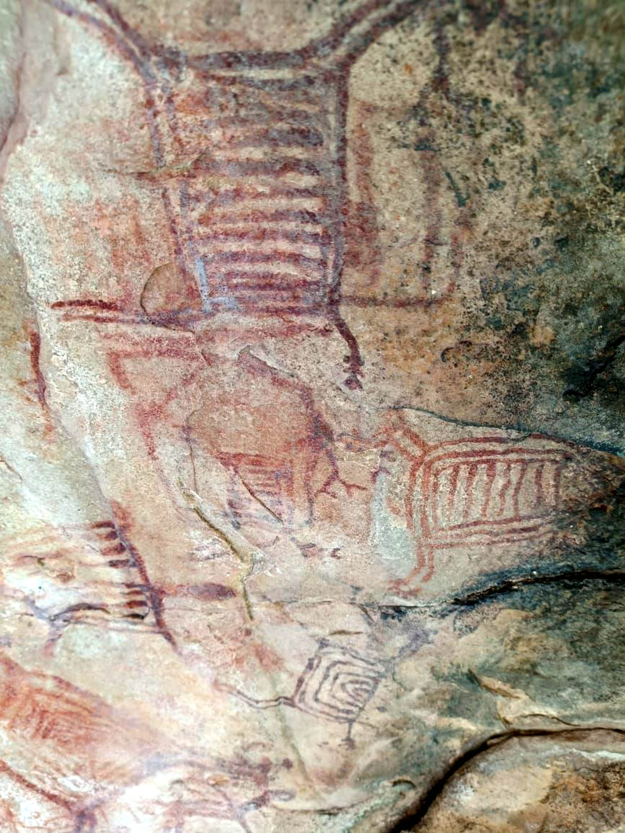 Three thousand years old rock paintings will disappear with trees
