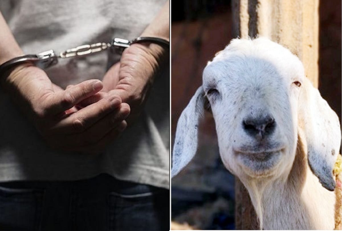 stealing sheep and goats were searching for liquor, caught by police in Bengaluru