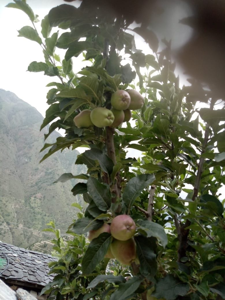 Bumper apple harvest expected this time in Bharmour