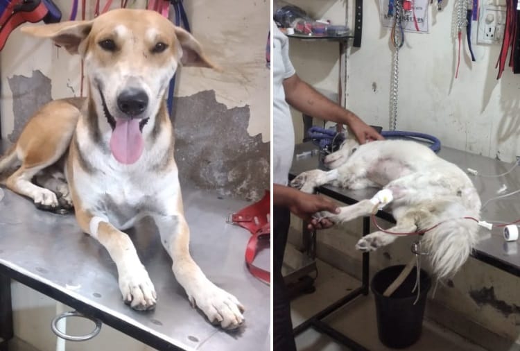 A Dog Give Blood to Another Dog in Ambala of Haryana