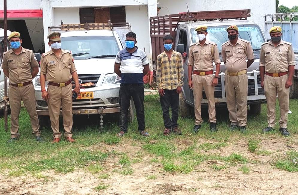 Police caught two smugglers, recovered 22 cows