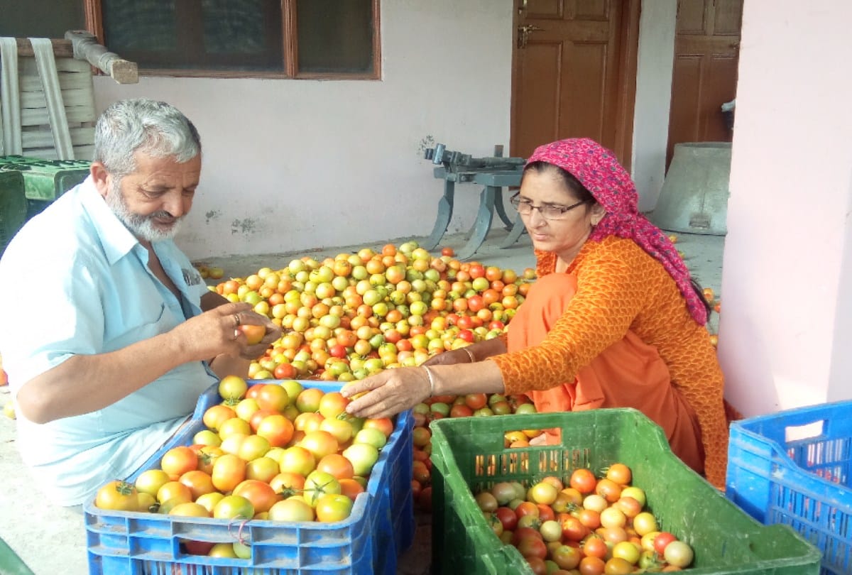 The rise in tomato prices brought a smile to the faces of the farmers