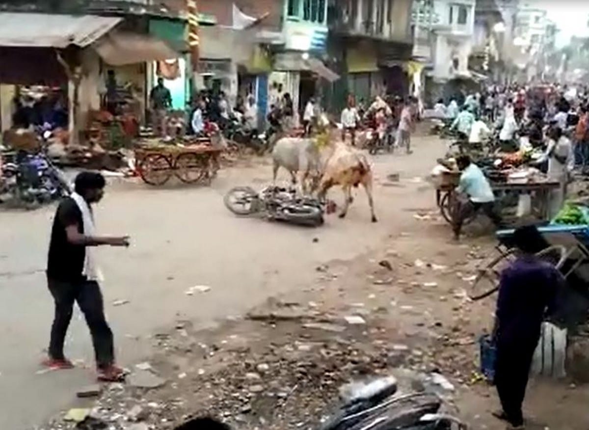 Two bulls fight in jaunpur market people injured stampede in everywhere in jaunpur