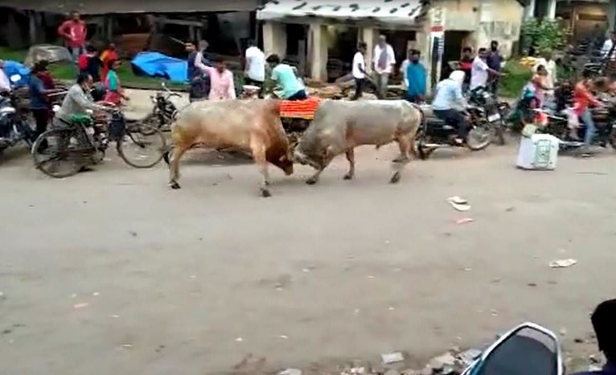 Two bulls fight in jaunpur market people injured stampede in everywhere in jaunpur