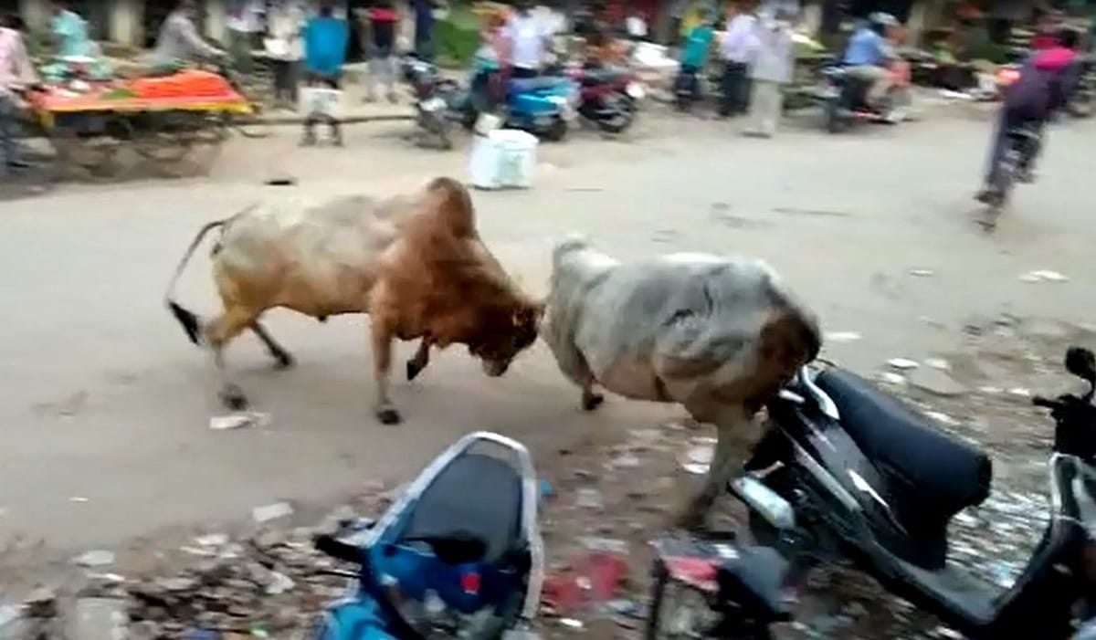 Two bulls fight in jaunpur market people injured stampede in everywhere in jaunpur