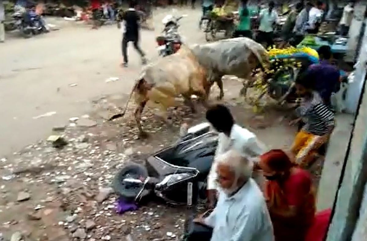 Two bulls fight in jaunpur market people injured stampede in everywhere in jaunpur
