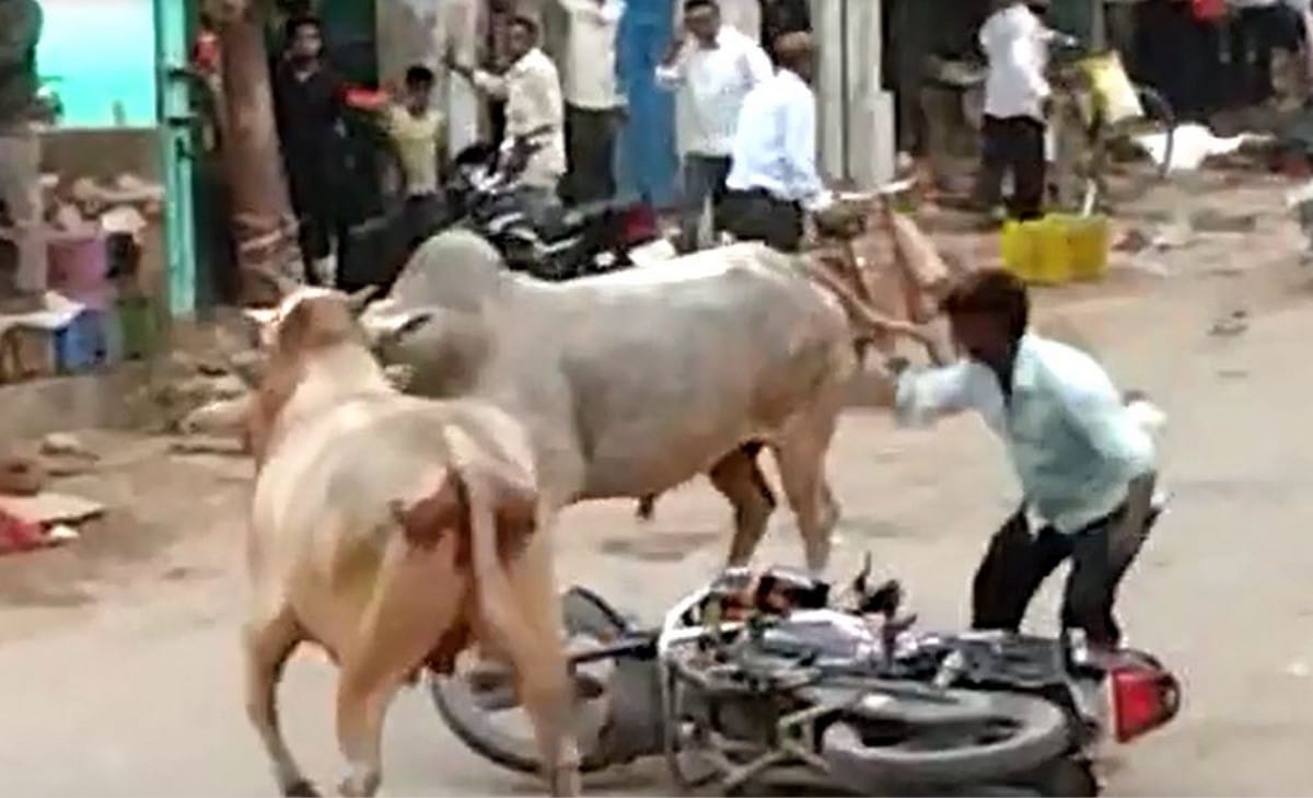 Two bulls fight in jaunpur market people injured stampede in everywhere in jaunpur