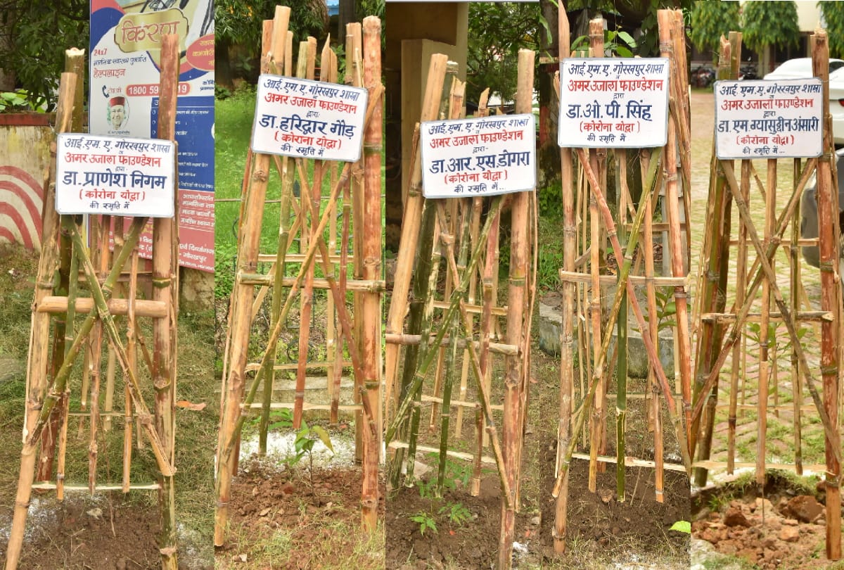 Plants planted in name of martyr doctors during corona padmic on doctors day