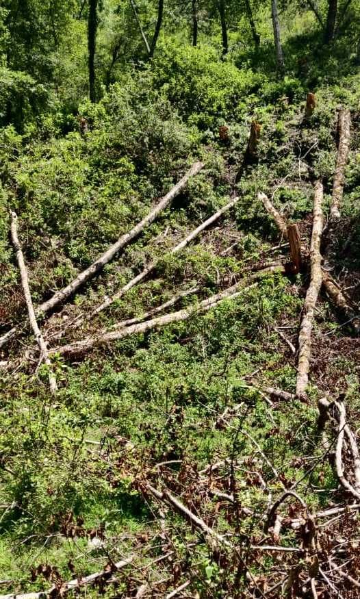 In Naukodi of Kapkot, 64 trees were cut