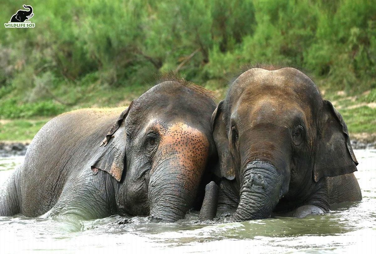 Elephants bathing in the swimming pool at the Elephant Conservation Center Mathura