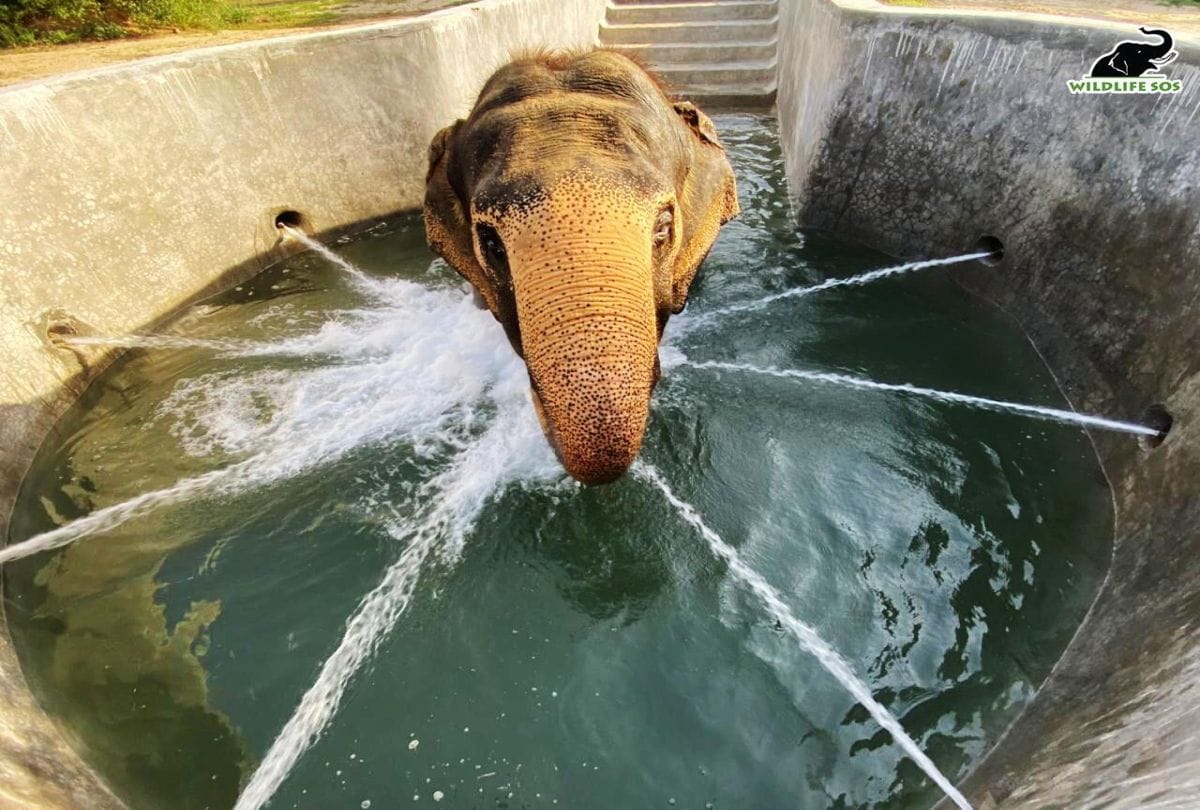 Indian cricketer Yusuf Pathan visited the Elephant Conservation Center in Mathura