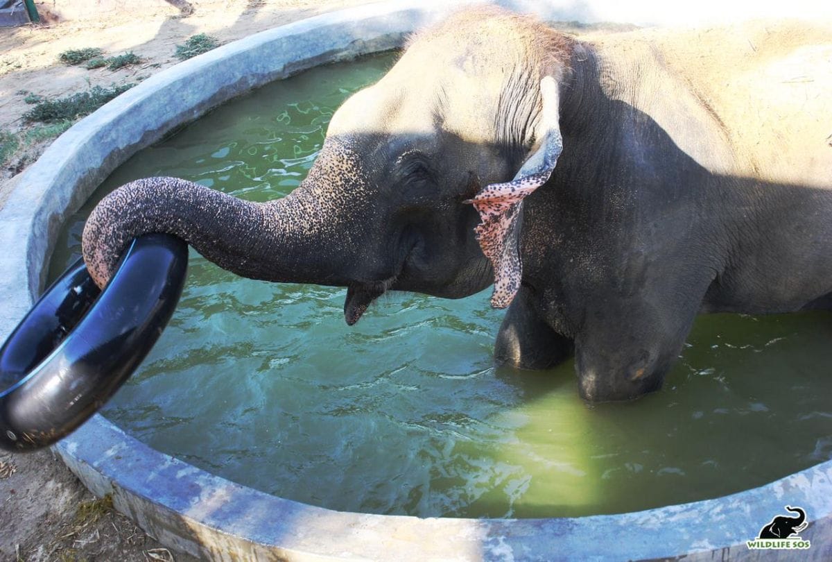 Elephants bathing in the swimming pool at the Elephant Conservation Center Mathura