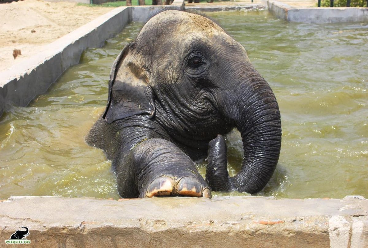 Elephants bathing in the swimming pool at the Elephant Conservation Center Mathura