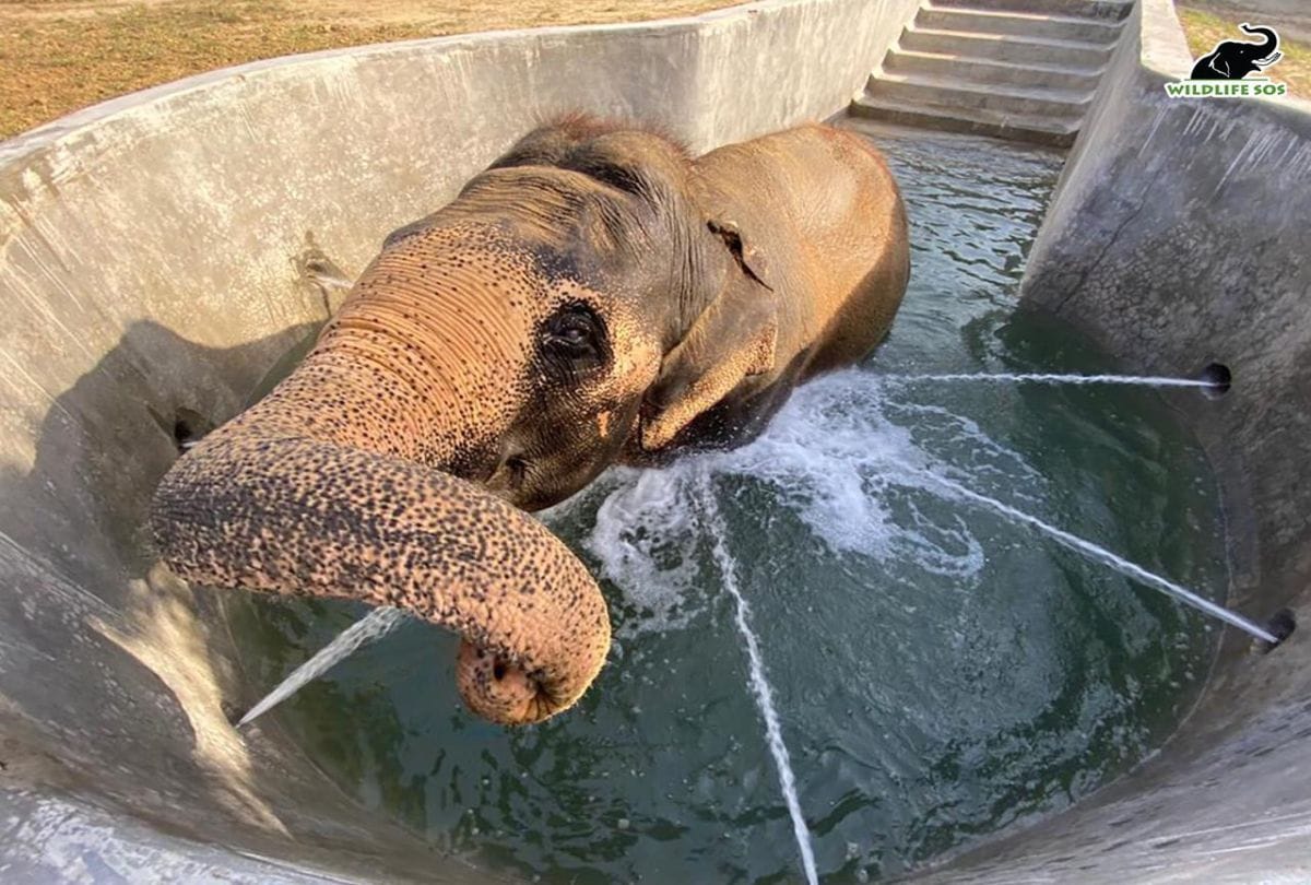 Elephants bathing in the swimming pool at the Elephant Conservation Center Mathura