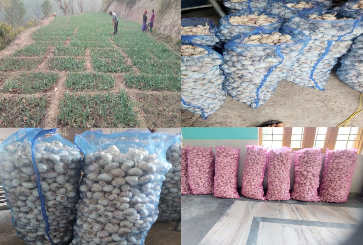 Himachal: Sirmaur farmer earned seven lakhs by growing garlic 10 times